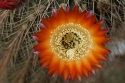 Denmoza Rhodacantha flower