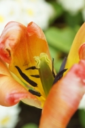 Tulip near its end