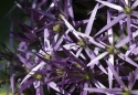 Allium (perhaps Cristophii)